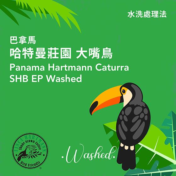 巴拿馬 哈特曼莊園 大嘴鳥【水洗處理】