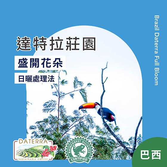 巴西 達特拉莊園 盛開花朵【日曬處理】