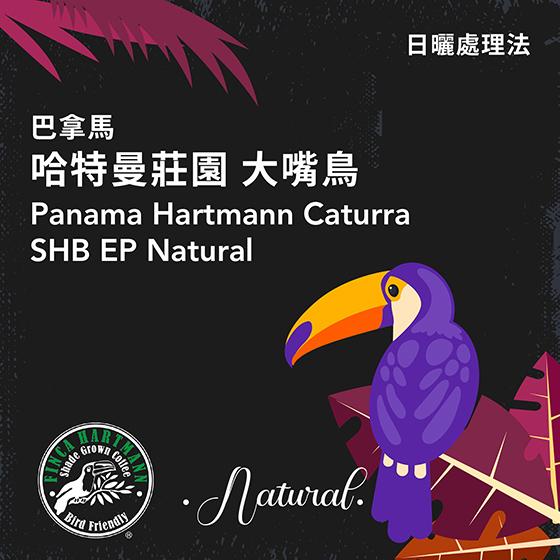 巴拿馬 哈特曼莊園 大嘴鳥【日曬處理】