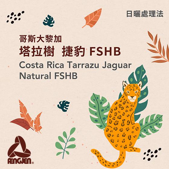 哥斯大黎加 塔拉樹 捷豹 FSHB【日曬處理】