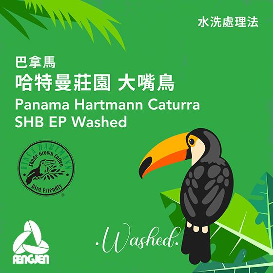 巴拿馬 哈特曼莊園 大嘴鳥【水洗處理】