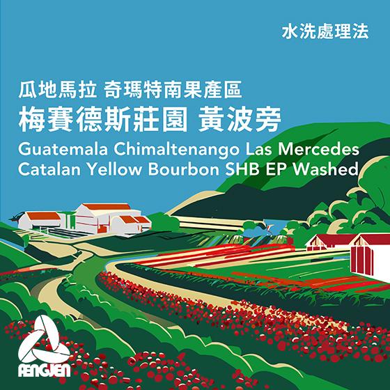 瓜地馬拉 奇瑪特南果產區 梅賽德斯莊園 黃波旁【水洗處理】