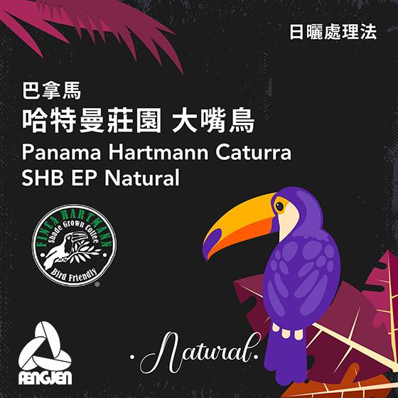 巴拿馬 哈特曼莊園 大嘴鳥【日曬處理】