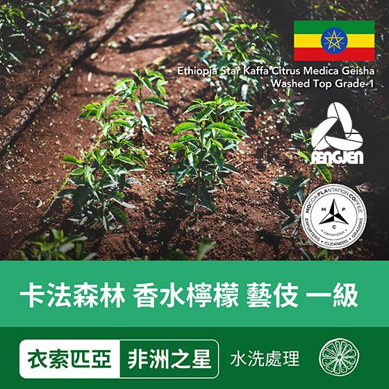 衣索匹亞  非洲之星 卡法森林 香水檸檬 藝伎 一級【水洗處理】