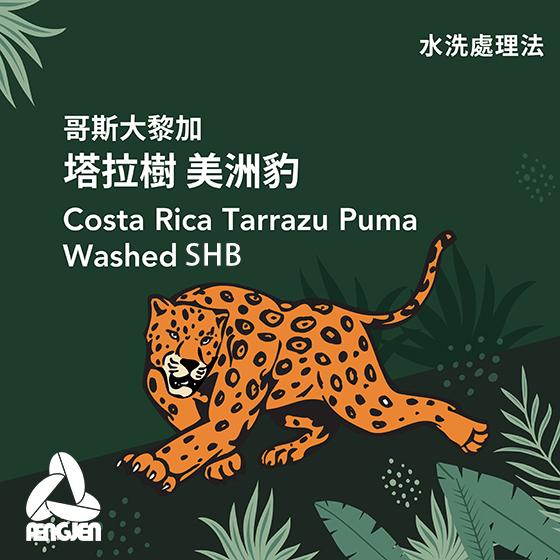 哥斯大黎加 塔拉樹 美洲豹【水洗】