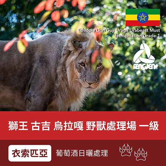 衣索匹亞 獅王 古吉 烏拉嘎 野獸處理場 一級【葡萄酒日曬處理】