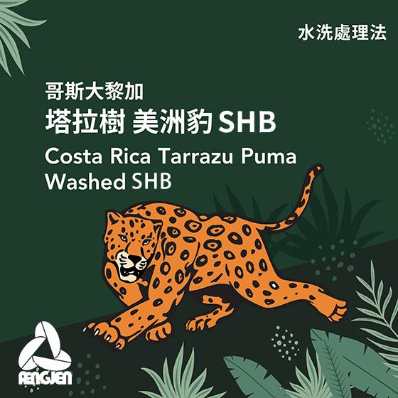 哥斯大黎加 塔拉樹 美洲豹 SHB【水洗】