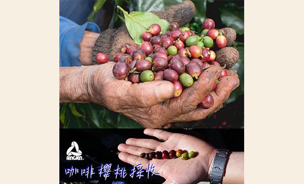 ｜咖啡小知識｜咖啡櫻桃的採收方式