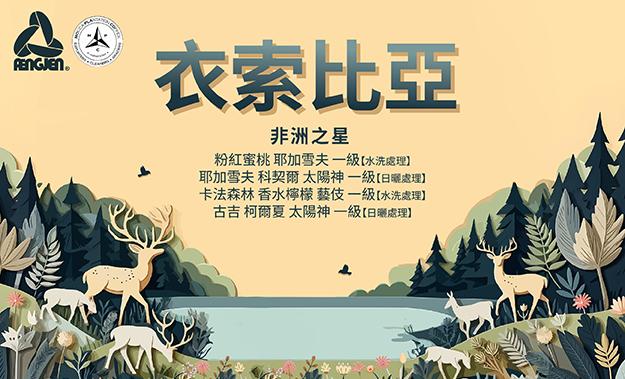 衣索比亞 非洲之星 新到貨!